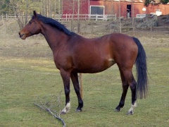 Coletti helfigur